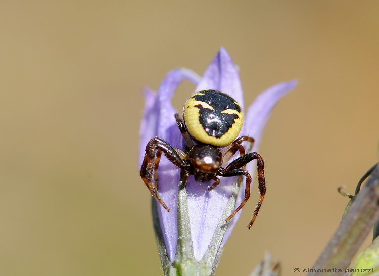 Synaema globosum